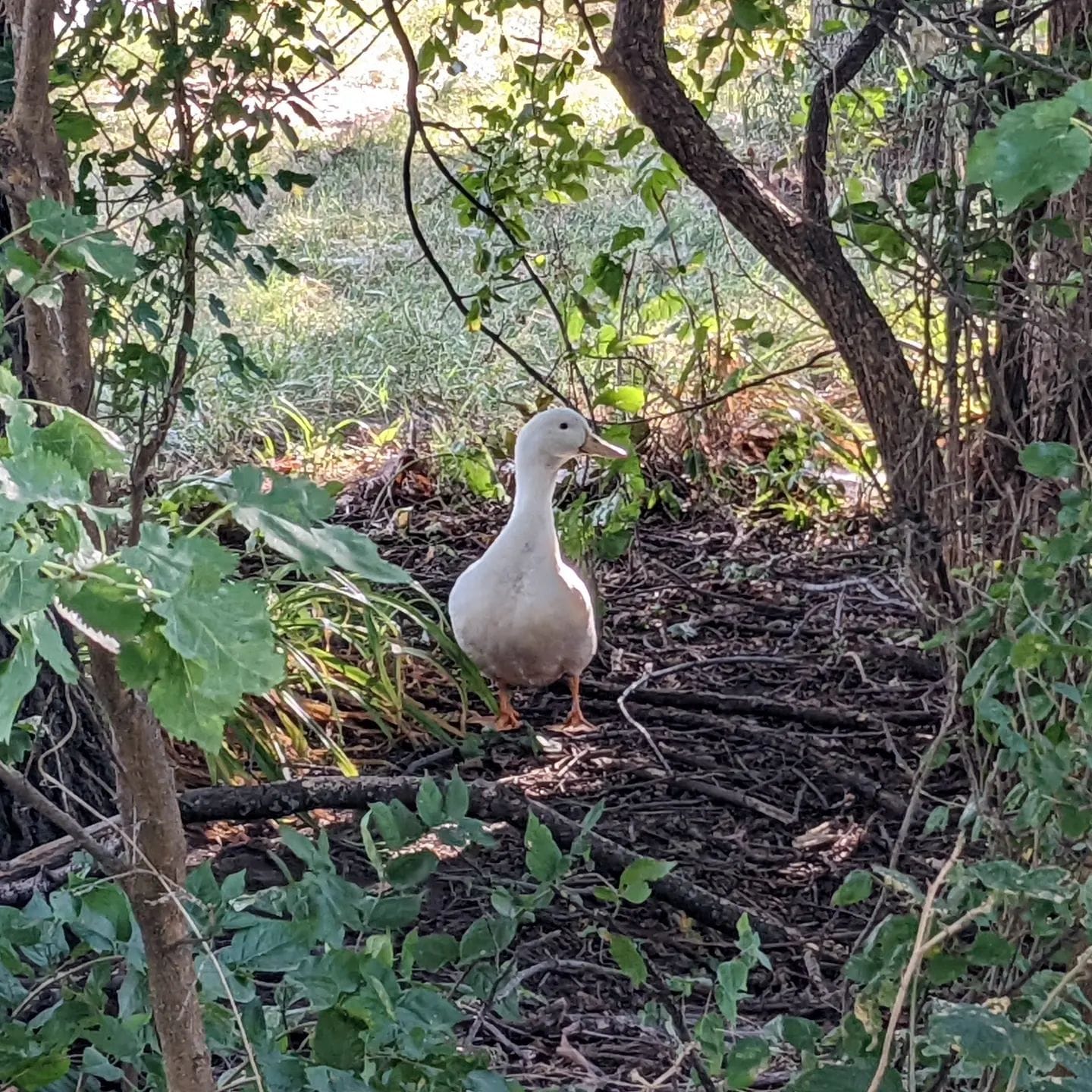 A duck in the trees.