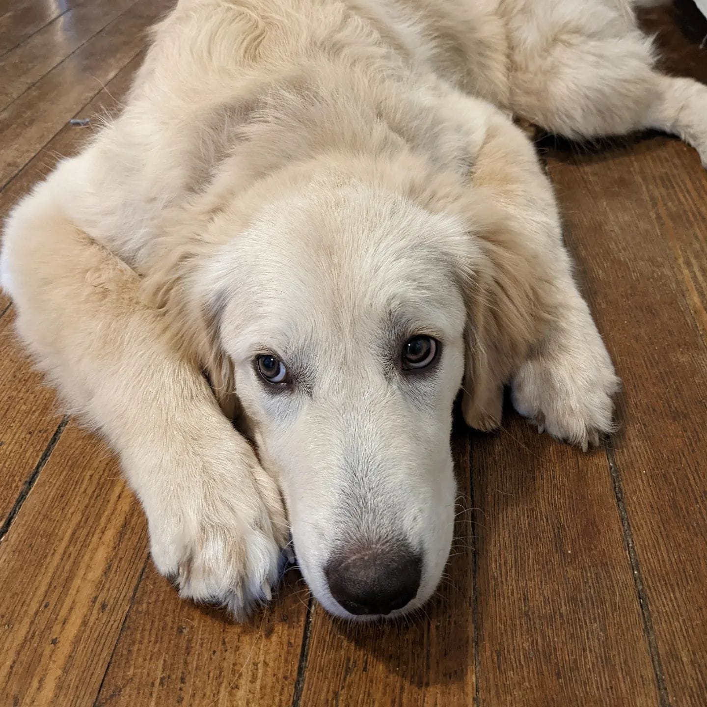 Judi, one of our farm dogs.